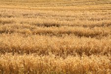 Field Of Rye Stock Photo Field Of Rye Stock Photo