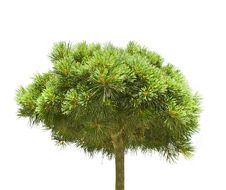 Tree Royalty Free Stock Images Tree Royalty Free Stock Images