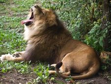 Big Male Lion Stock Photo