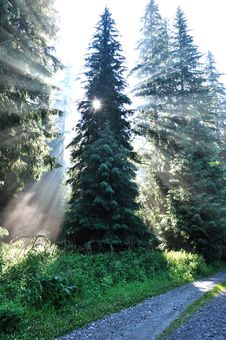 Light In The Forest Royalty Free Stock Images Light In The Forest Royalty Free Stock Images