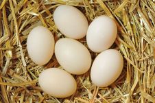 Eggs. Royalty Free Stock Photos Eggs. Royalty Free Stock Photos