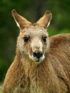 Kangaroo Royalty Free Stock Images