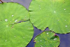 Green Lotus Leaf With Water Drop Royalty Free Stock Photo Green Lotus Leaf With Water Drop Royalty Free Stock Photo