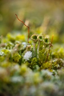 Moss In The Melting Snow Stock Photography