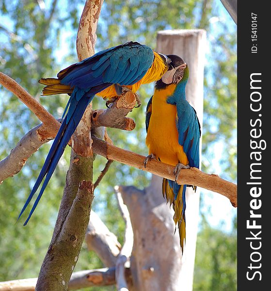 Photo of two Blue-and-Yellow Macaw (parrots), perfect for different type of design.