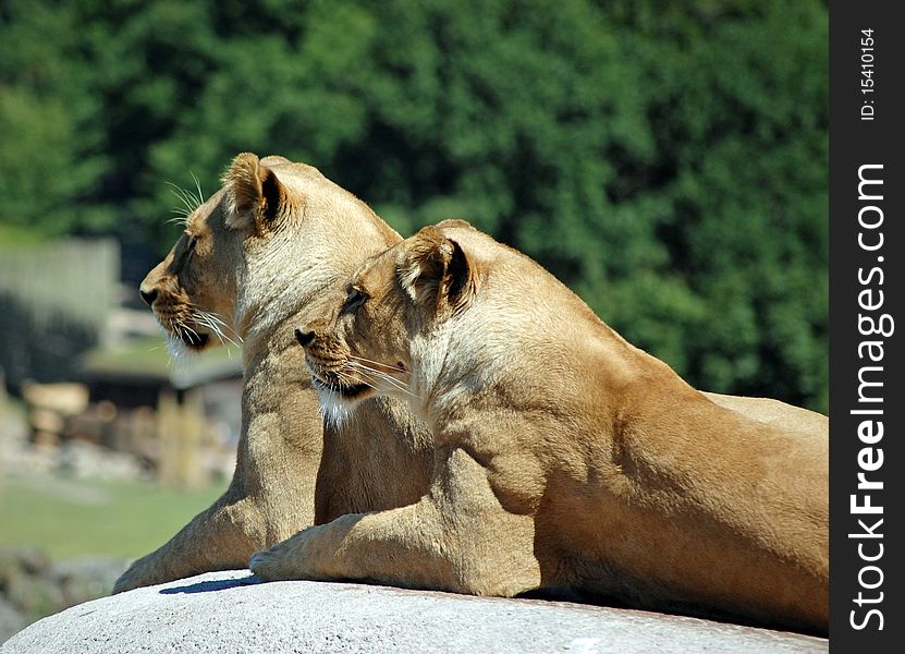 Close-up portrait of two lions