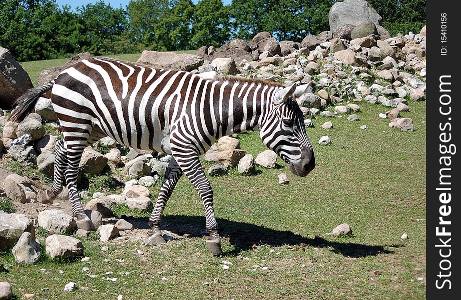 Photo of zebra in a shaded oasis, perfect for different type of design.