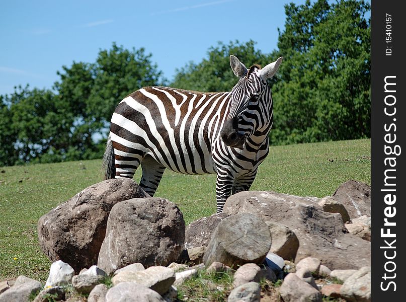Portrait Of A Zebra