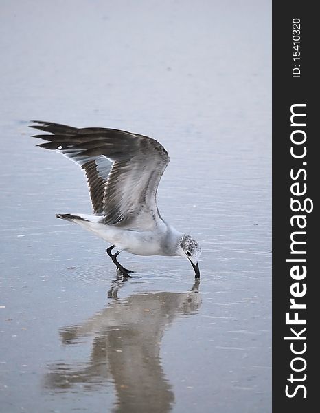 A seagull's image is mirrored in the water as it takes a drink along the shore.