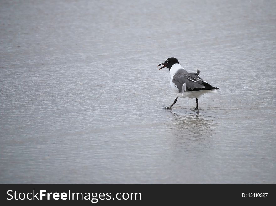 This tern is wading in the tide.