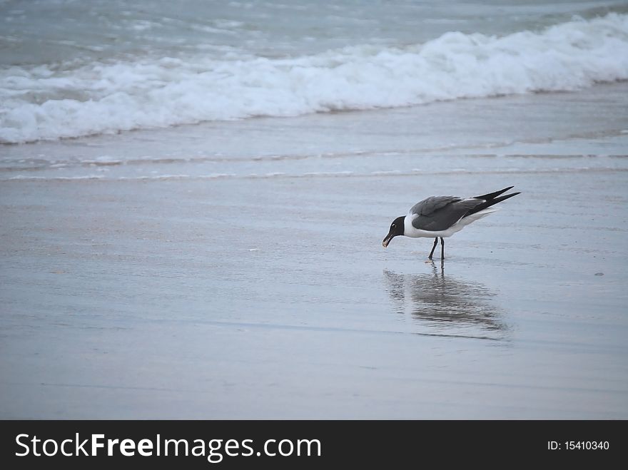 This tern is reflected in the wet sand as it finds something to eat along the shore.