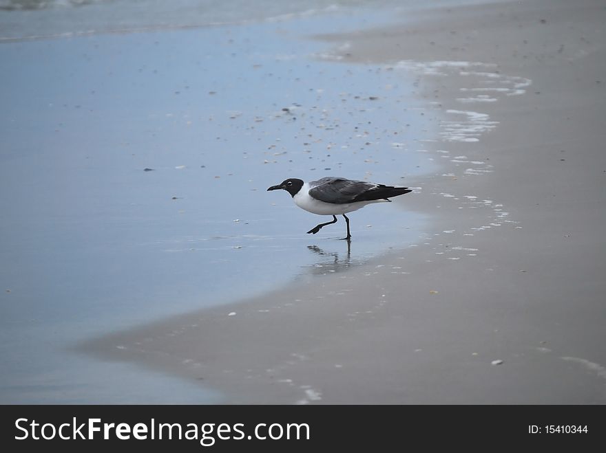 This tern is wading into the tide.