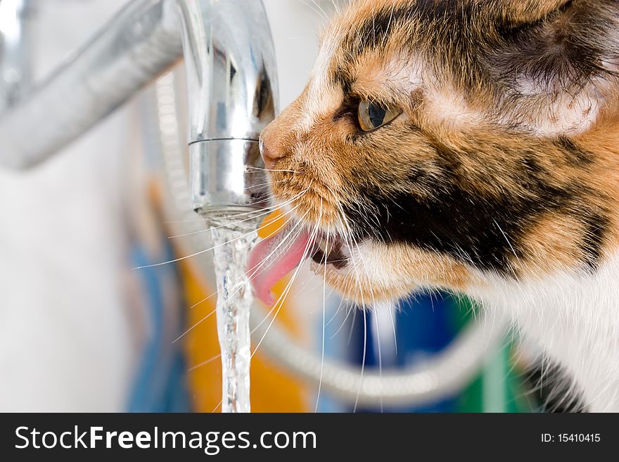 The multi-coloured cat drinks pure water from the crane of the central water supply. The multi-coloured cat drinks pure water from the crane of the central water supply