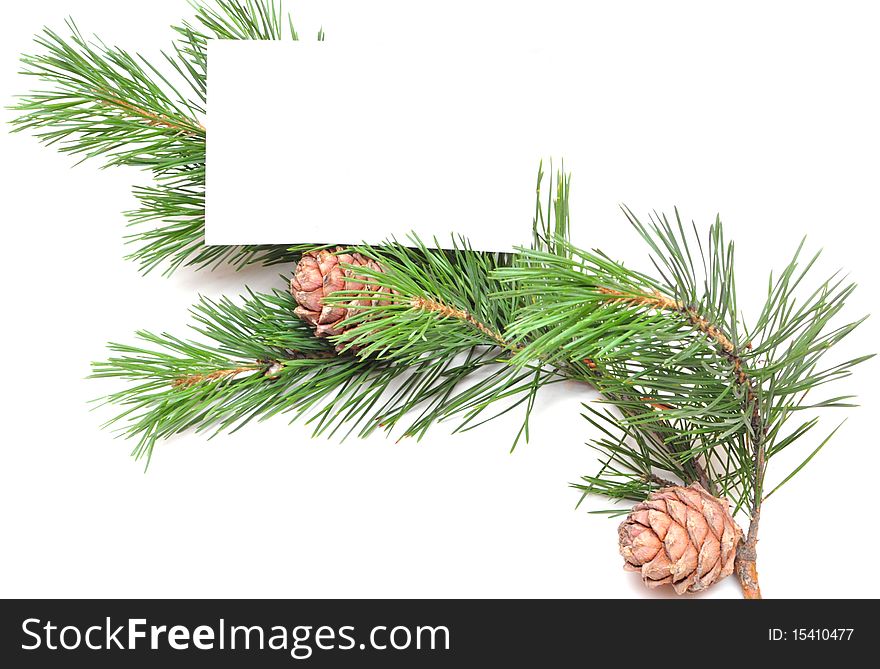 Green branch with mature cone, and white leaf for records for the text.