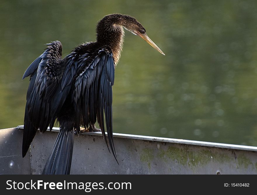 Anhinga drying after fishing for breakfast.