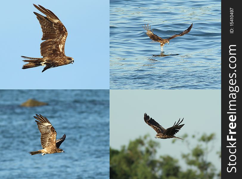 4 Black Kites under blue sky. 4 Black Kites under blue sky