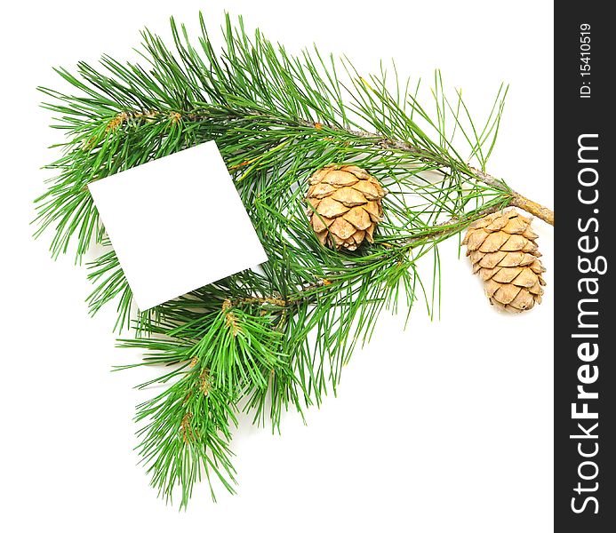 Branch of pine with cones isolated on the white. Empty place for the text.