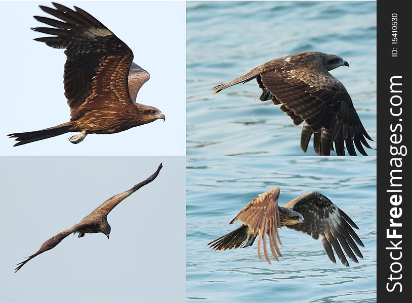 Black Kite_03