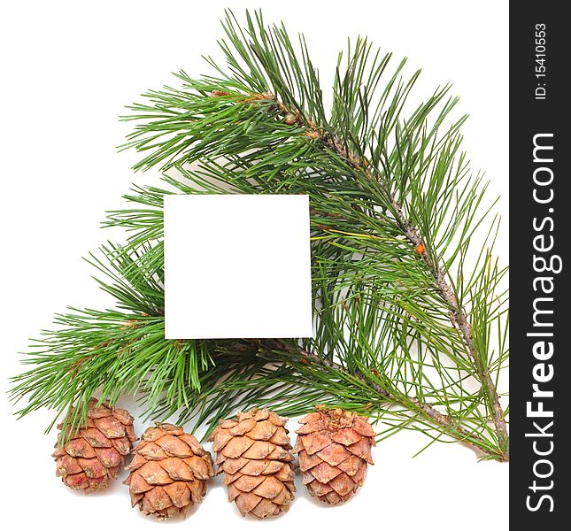 Branch of pine with cones isolated on the white. Empty place for the text.