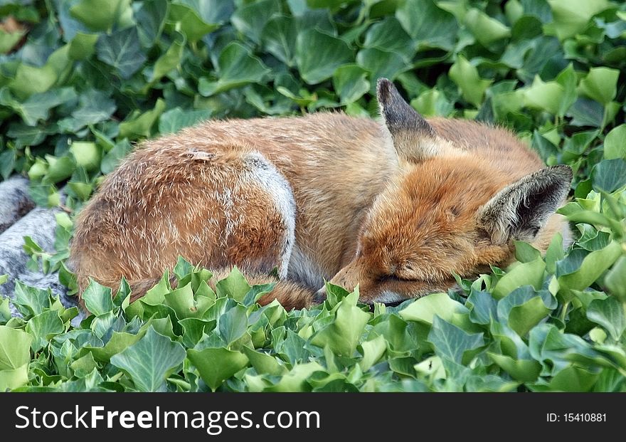 Fox 2 asleep on garage roof