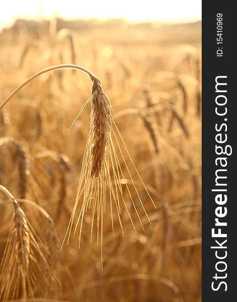 Field Of Cereal With An Ear Of Rye In Front. Field Of Cereal With An Ear Of Rye In Front