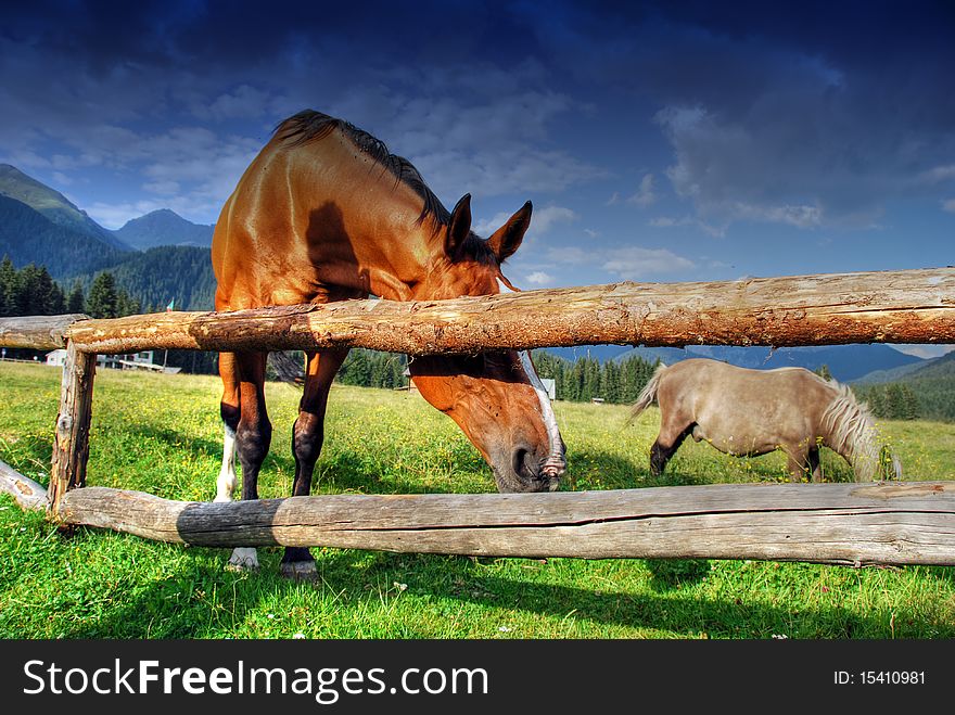 Horses free to run and enjoy in Val Visdende, Italy. Horses free to run and enjoy in Val Visdende, Italy