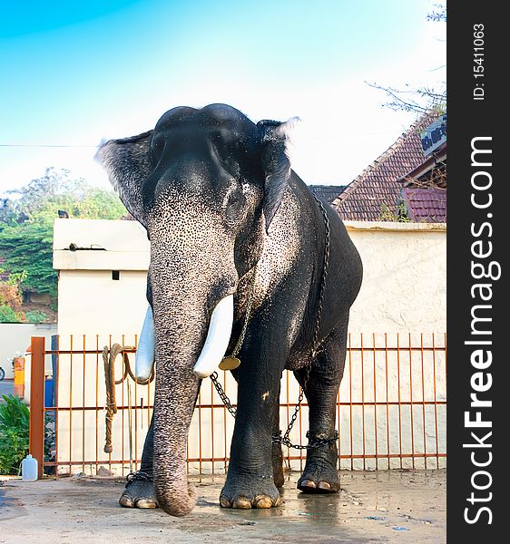 Beautiful giant indian elephant standing near a house, Kerala, India