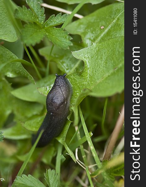 Slug in a Garden, Italy