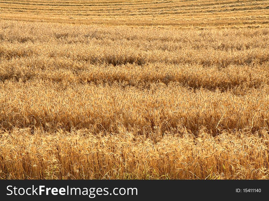 Field of rye at a harvest time