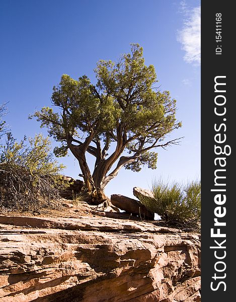 A Utah Juniper tree sits on top of a sandstone ridge in Colorado National Monument.