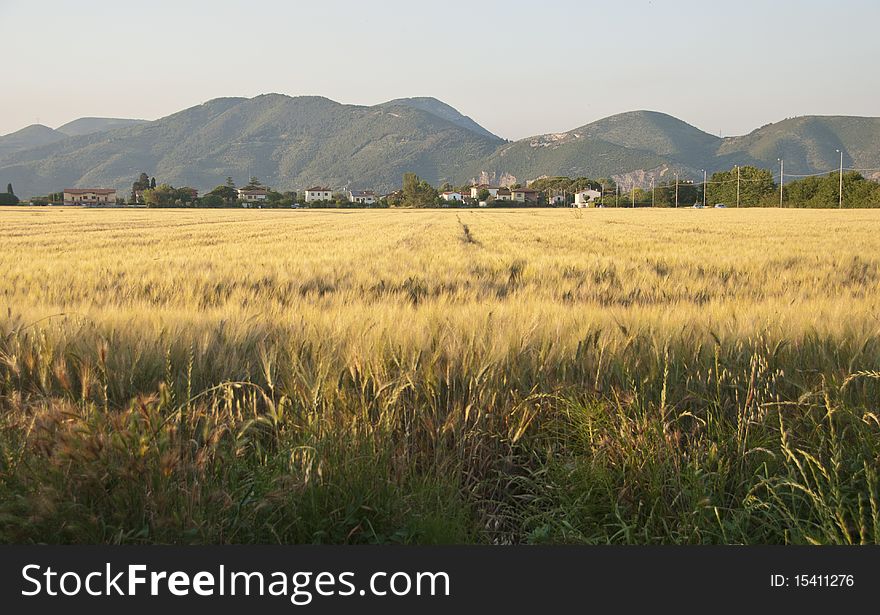 Cornfield In Tuscany Countryside