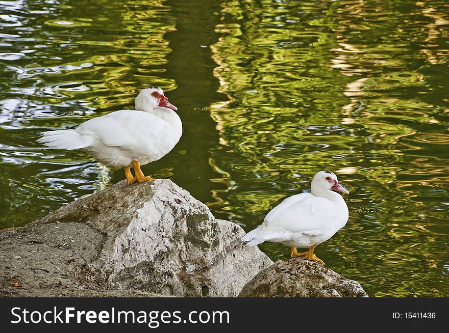 This image shows a pair of geese on a background of water with reflections.