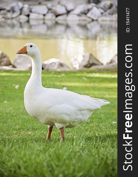 This image shows a goose alerts, vertical format