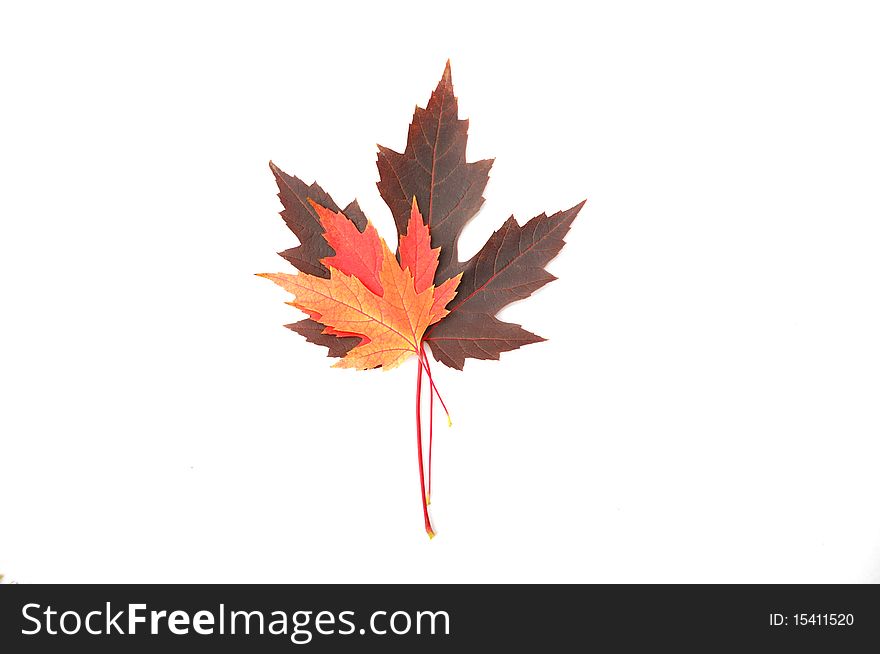 Colorful Maple Leaves