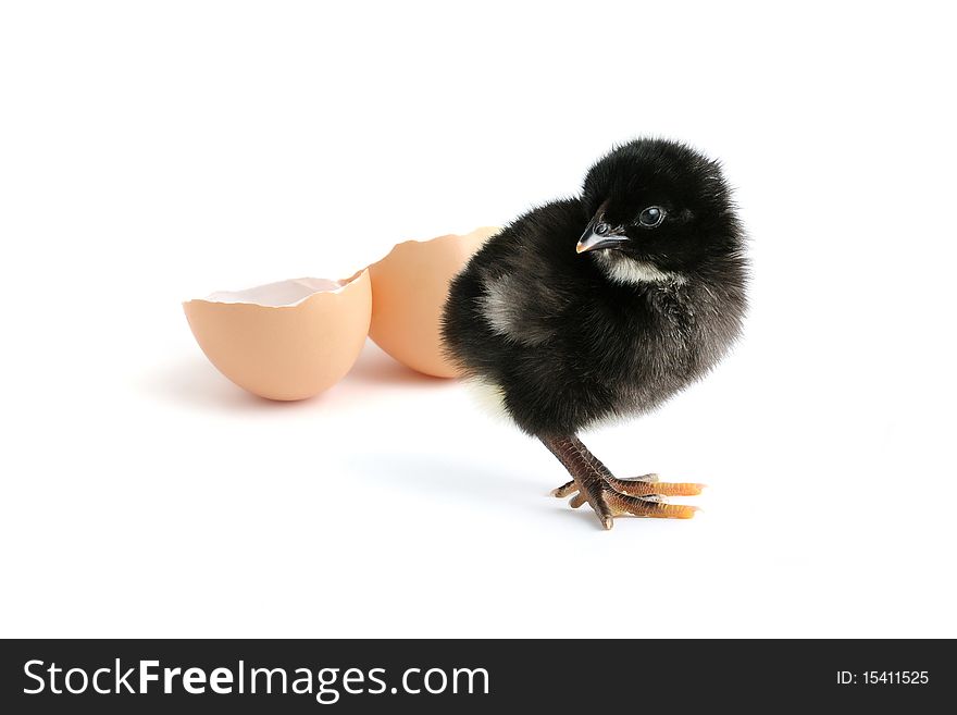 Little newborn chicken and the egg shell isolated on white. Little newborn chicken and the egg shell isolated on white