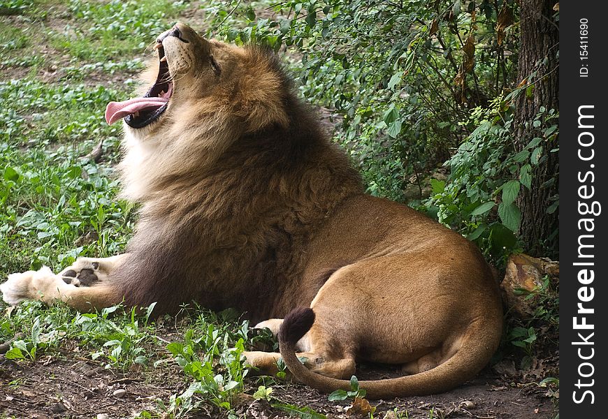 The big male lion yawns.