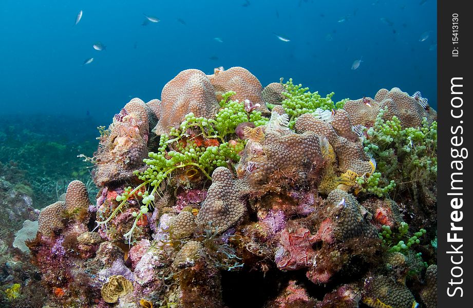 Colorful coral on a reef in the Caribbean Sea