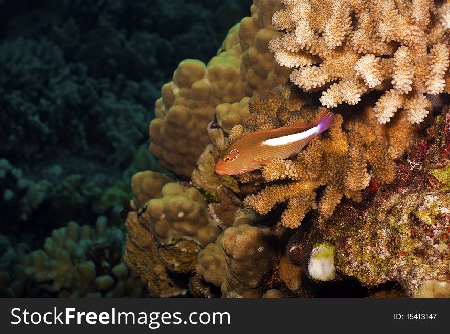 A stocky hawk fish lays n wait for a meal