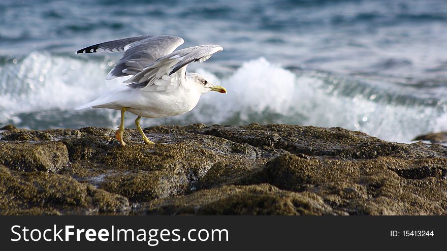 It was taken in the Canary Islands. It was taken in the Canary Islands.