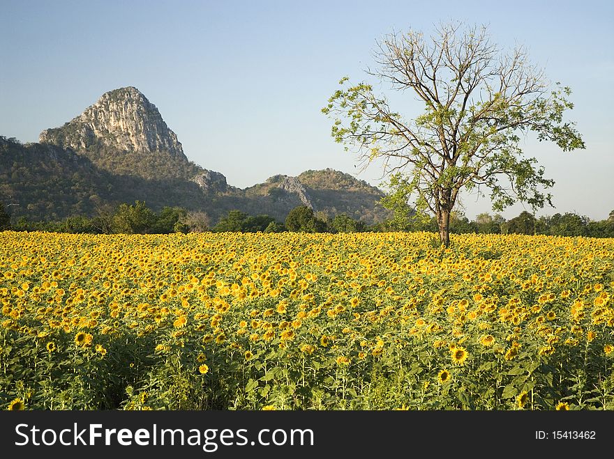 Sunflower field in Middle of Thailand