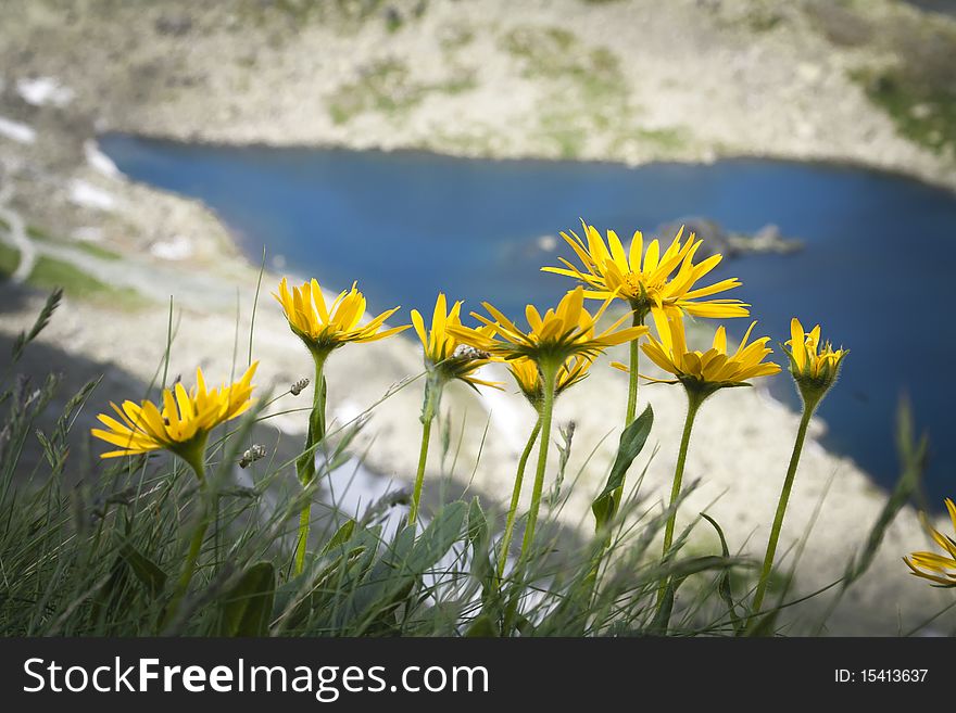 Lake with flowers in Slovakia, Tatra