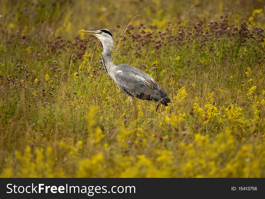 Heron in natural summer meadow. Heron in natural summer meadow