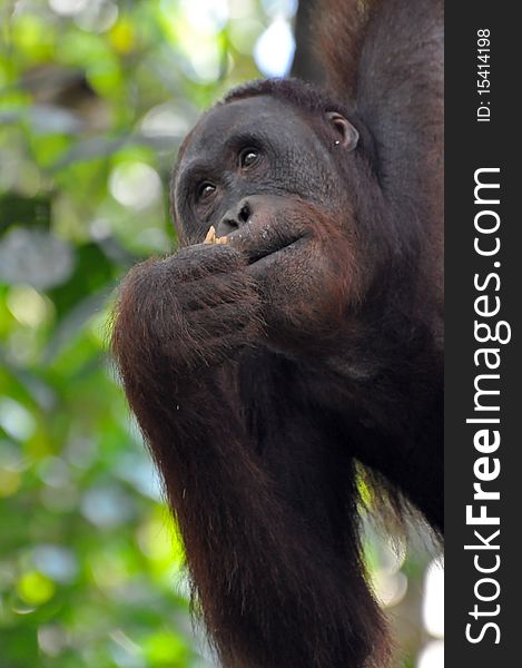 Orangutan female, picture from Borneo.