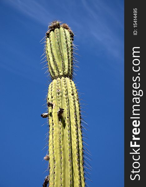 Tall cactus with blue sky in the background. Tall cactus with blue sky in the background