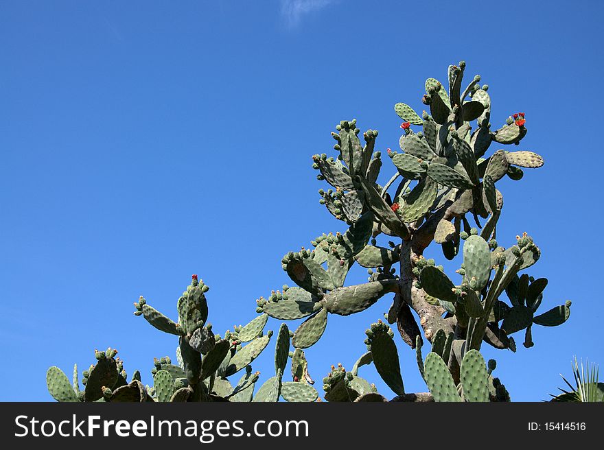 Prickly cactus with blue sky in the background. Prickly cactus with blue sky in the background