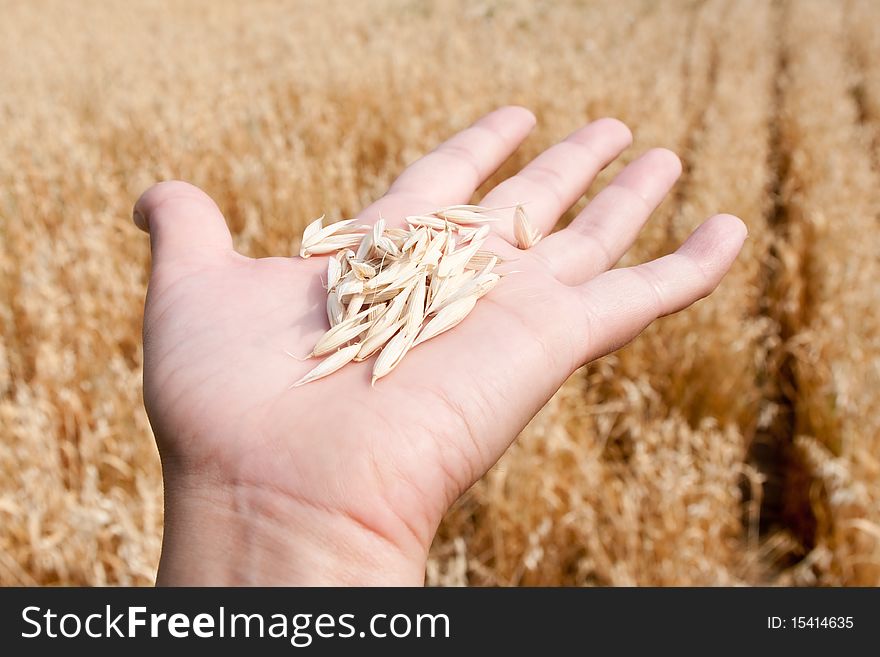 The oats lays on the opened palm on a background of a field. The oats lays on the opened palm on a background of a field