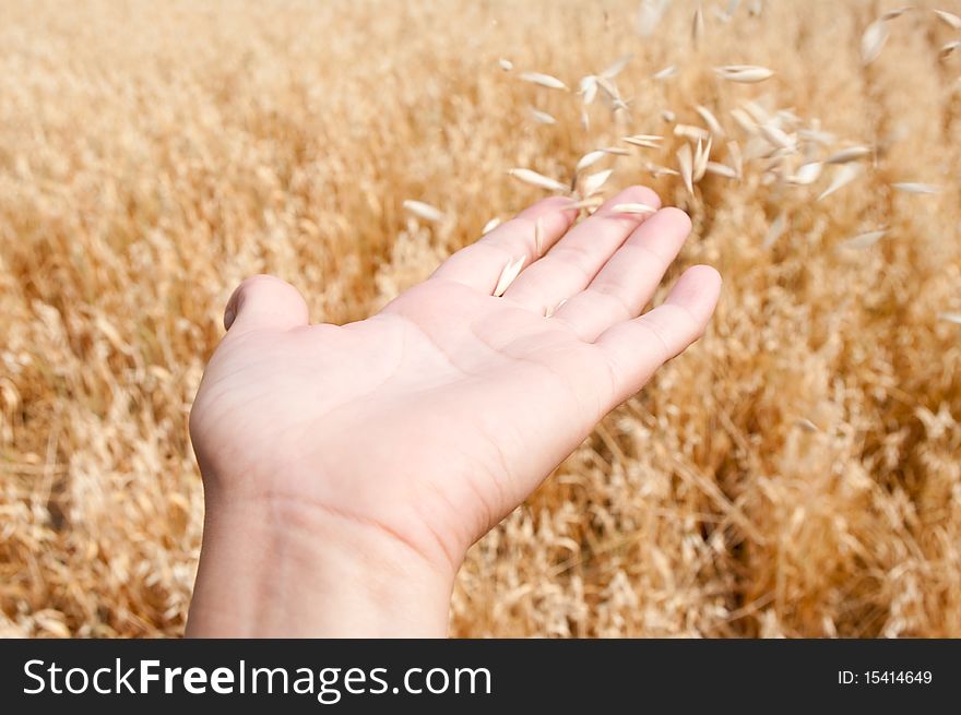 The wind blows off an oats from the opened palm. The wind blows off an oats from the opened palm