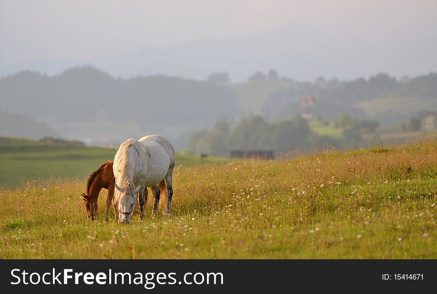 Horsesmother and sun in romanian mountains