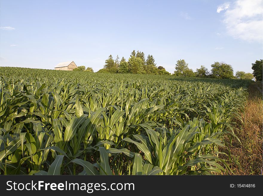 Huge corn field imaging rural landscape