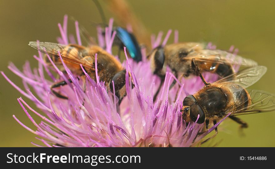Few bees and a bug on a flower